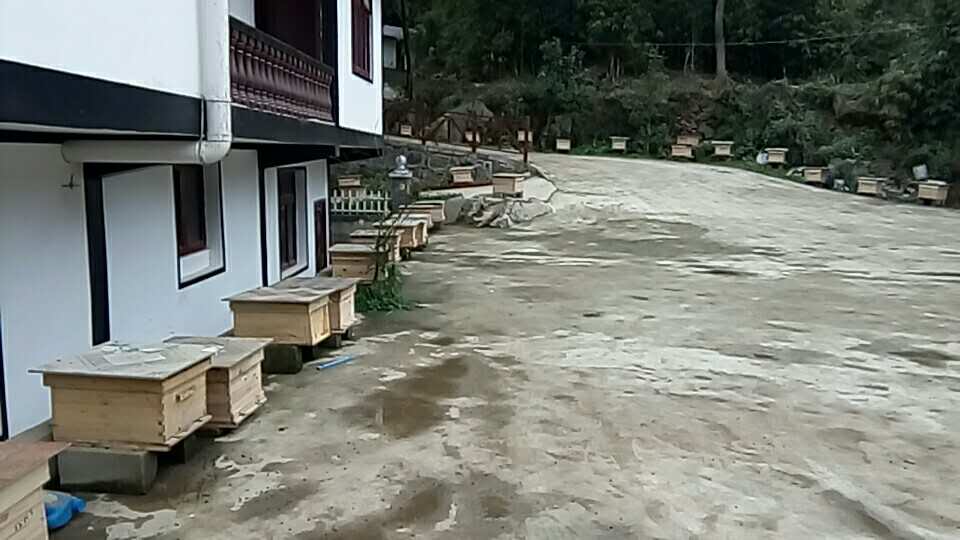 蜜蜂    *   中蜂 蜜蜂基地 遵義蜜蜂基地