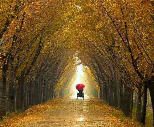 奮達(dá)銀杏苗種植園怎么樣