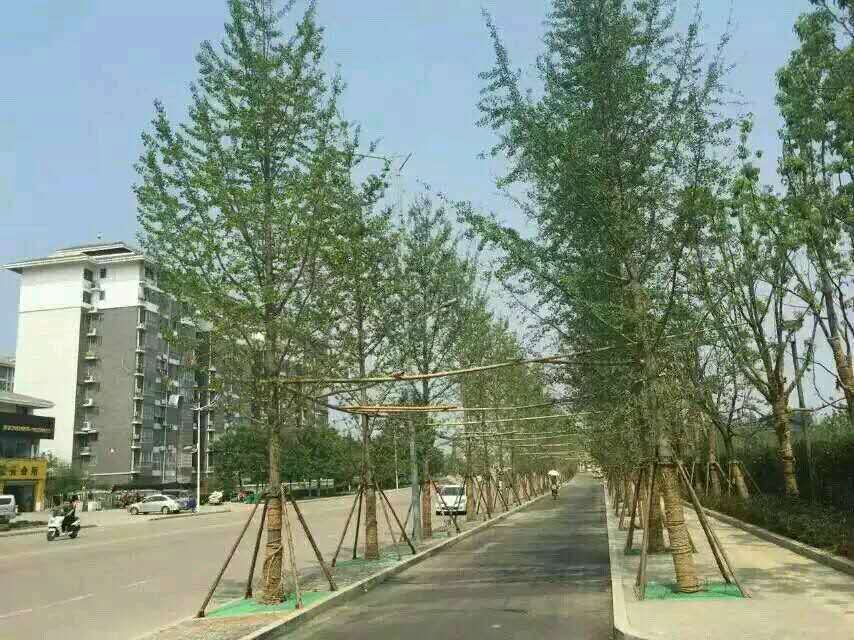 奮達銀杏苗種植園熱線電話 奮達銀杏樹種植園