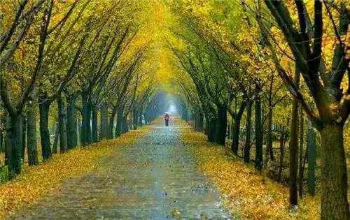 奮達(dá)銀杏苗種植園怎么樣