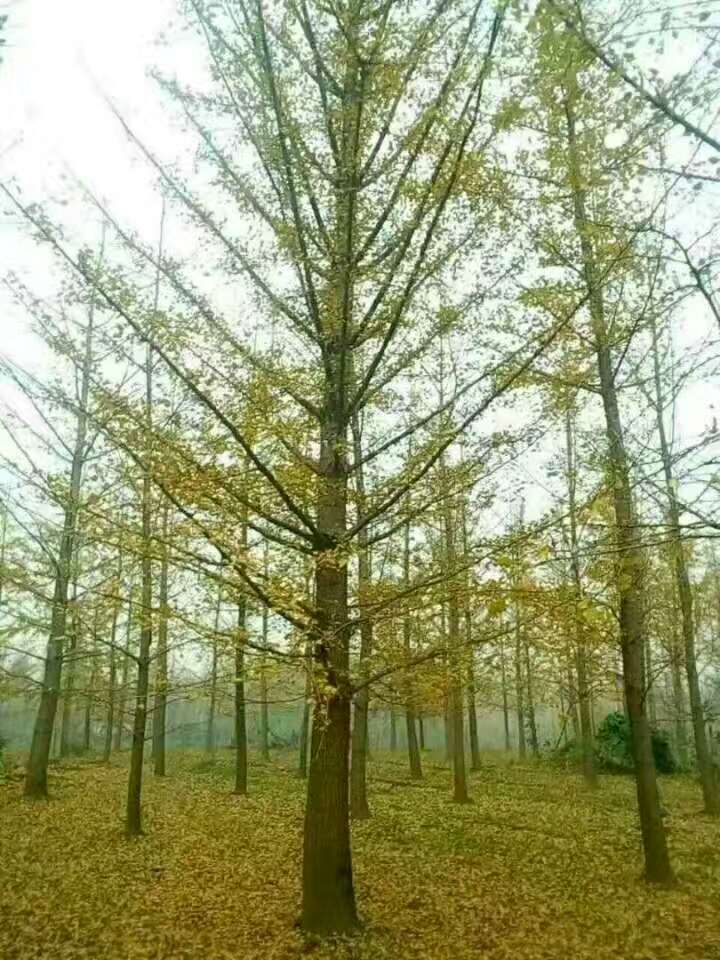 邳州銀杏苗木種植基地電話