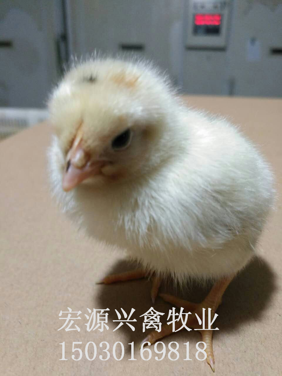 河北石家莊代蛋雞海蘭灰雛雞雞苗廠 河北石家莊代蛋雞海蘭灰雛雞廠家