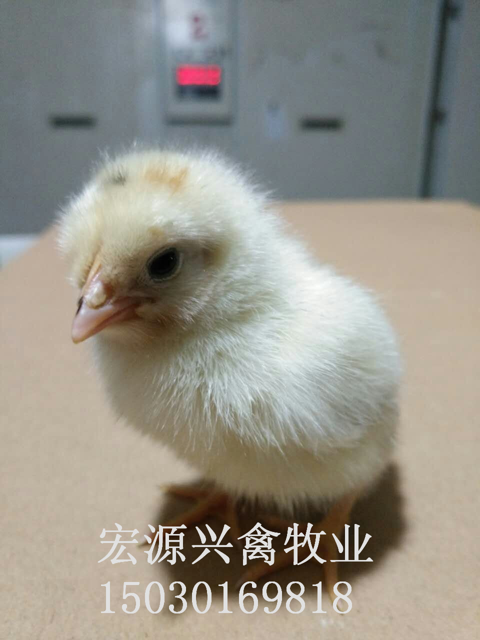 河北石家莊代蛋雞海蘭灰雛雞批發(fā)