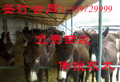 肉驢全部依賴精飼料喂有害健康