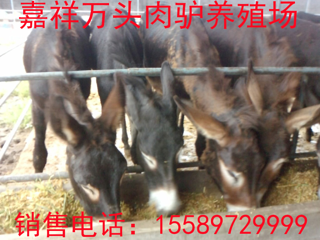 肉驢耐旱耐寒耐粗飼料