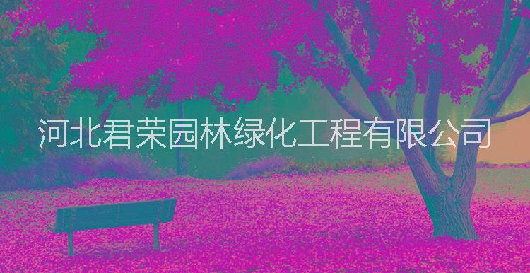 河北苗木基地供應(yīng)1-3公分銀杏