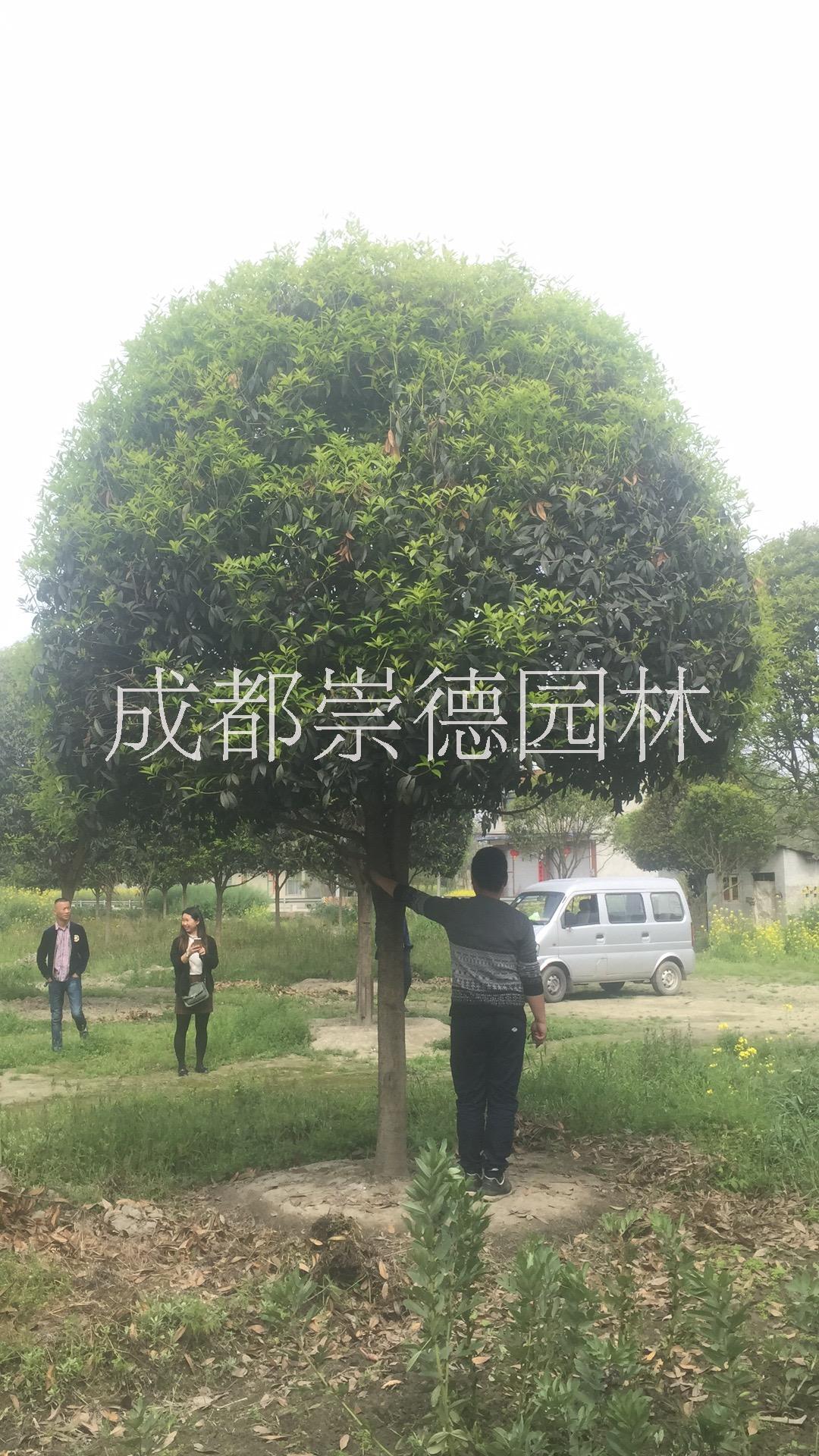 8-10公分* 八月桂廠家直銷