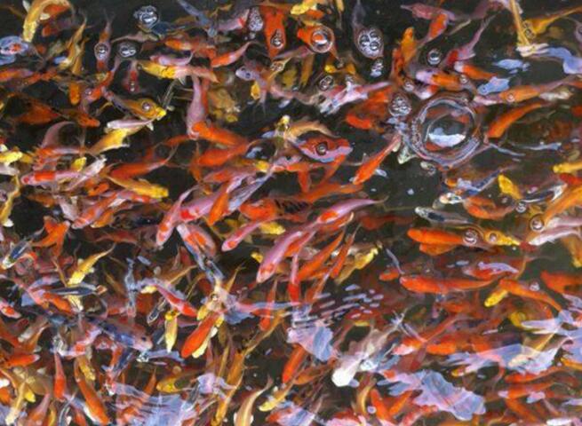 珍珠金魚(yú)珍珠金魚(yú)批發(fā)廠家珍珠金魚(yú)批發(fā)批發(fā)網(wǎng)珍珠金魚(yú)批發(fā)公司