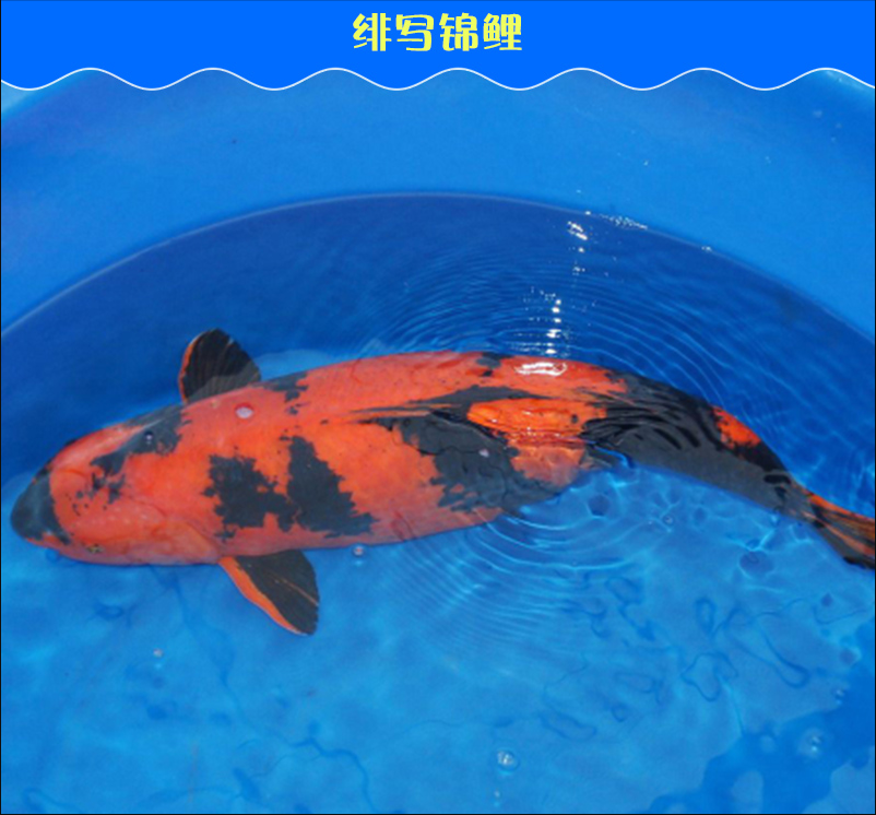 觀賞魚緋寫錦鯉 純種活體紅黑二色斑紋寫類錦鯉 廠家直銷批發(fā)