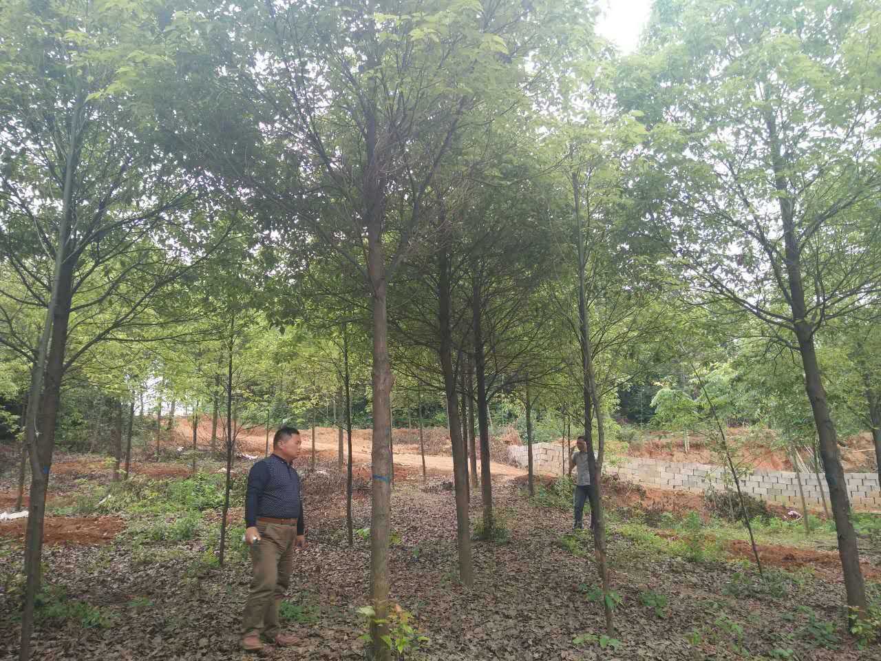 湖南香樟苗批發(fā) 香樟基地批發(fā)價(jià)格 小香樟苗供應(yīng)