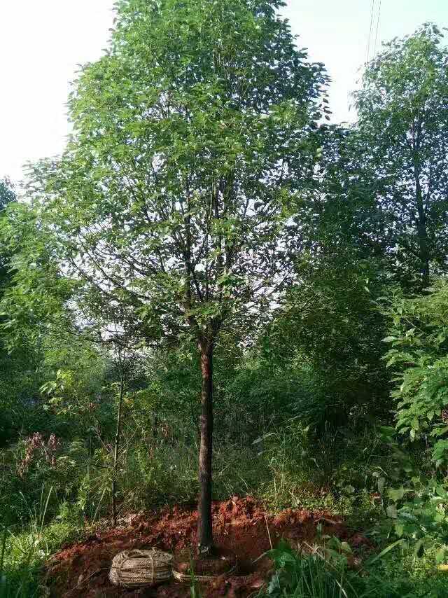 湖南香樟苗批發(fā) 香樟基地批發(fā)價(jià)格 小香樟苗供應(yīng)