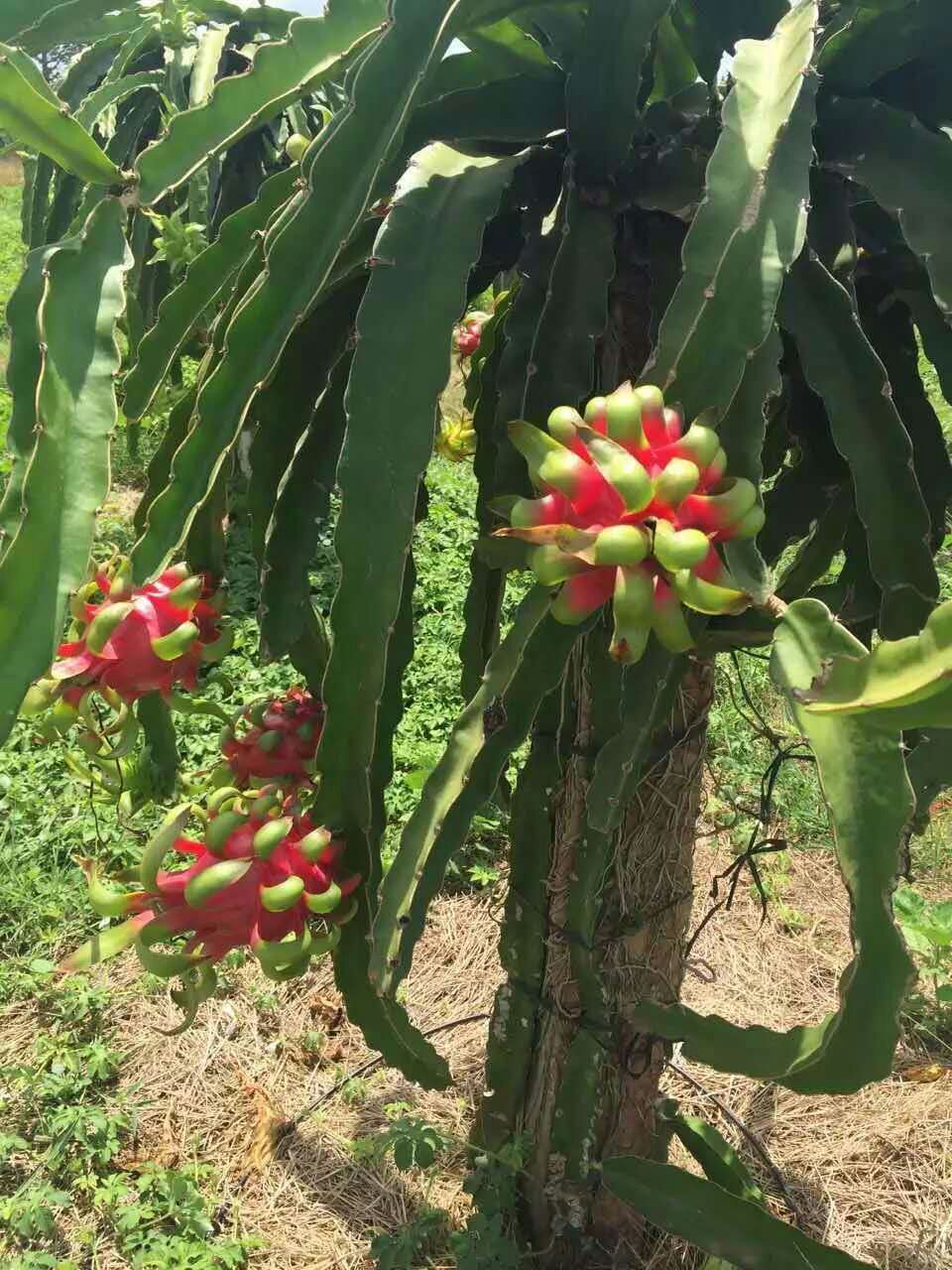 越南火龍果哪里買 越南火龍果鮮活快達(dá)   越南進(jìn)口火龍果