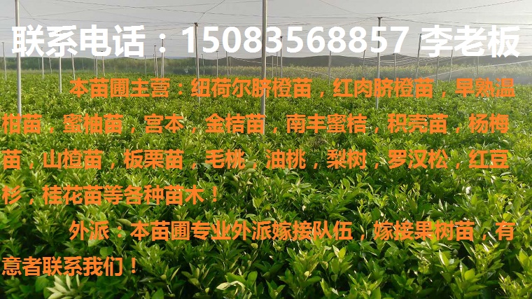 紐荷爾臍橙苗,贛南早熟臍橙苗,日南苗,紅肉臍橙苗等各種果樹苗！