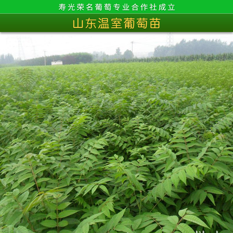 山東溫室葡萄苗榮*新品種葡萄3號(hào)/4號(hào)*四號(hào)大棚植技苗木批發(fā)