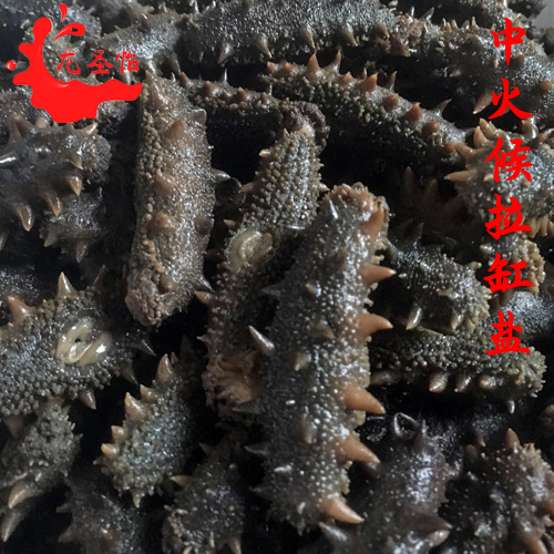 龍圣怡中火候拉缸鹽海參批發(fā)大連半干 中火候海參多種規(guī)格