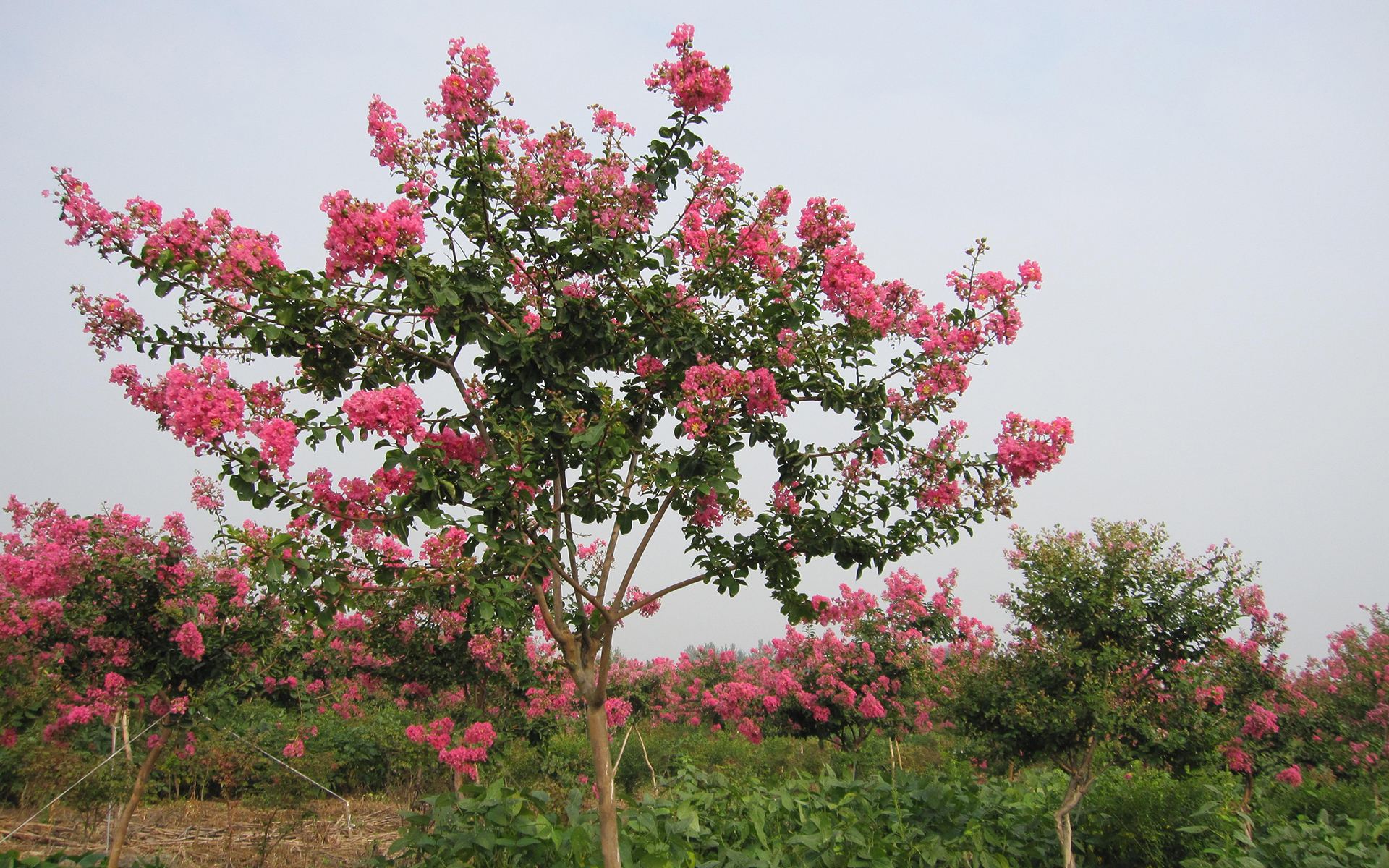 紫薇價(jià)格@紫薇報(bào)價(jià)@紫薇種植@四川紫薇@紫薇苗圃@優(yōu)質(zhì)紫薇供應(yīng)@紫薇批發(fā)價(jià)格@紫薇種植基地