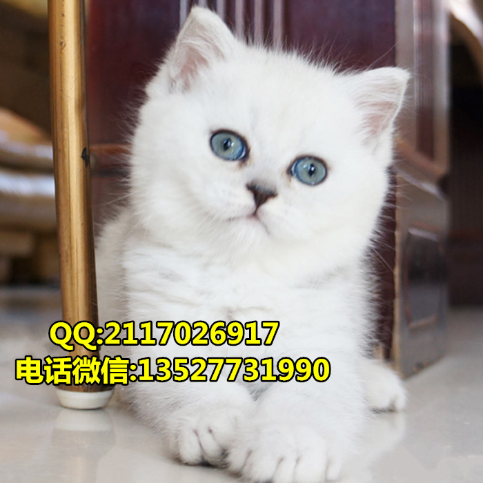 英國短毛貓英國短毛貓價格