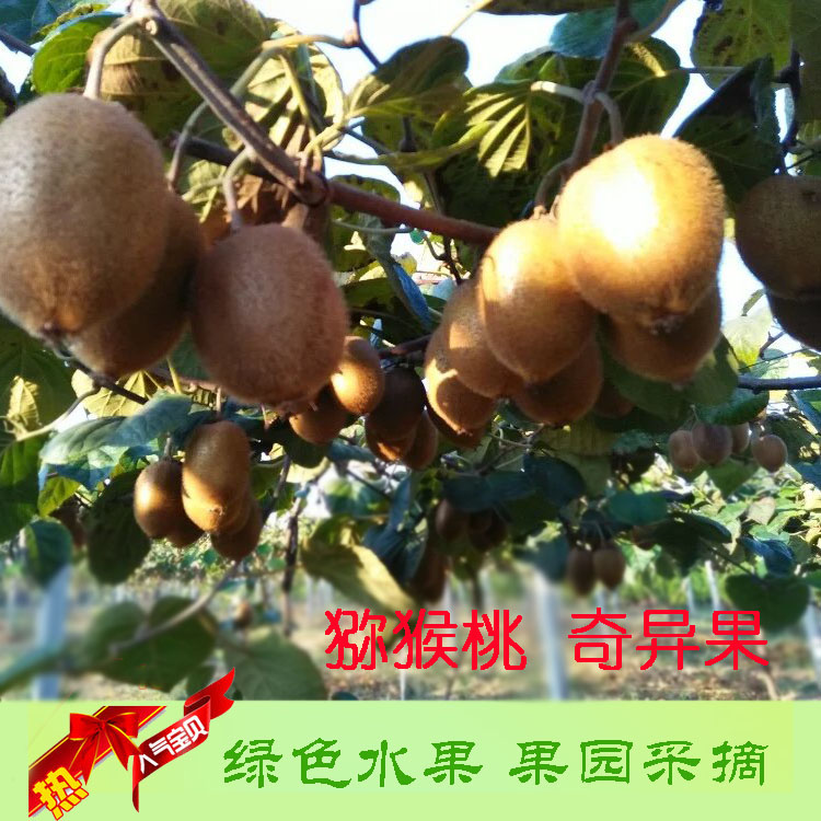 箱裝獼猴桃奇異果 *綠心綠肉精