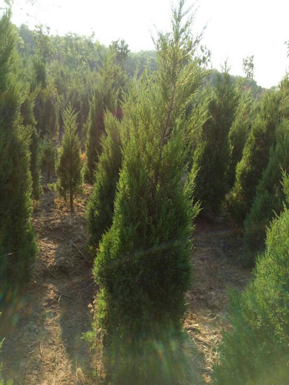 大量供應(yīng)1到3米蜀檜 供應(yīng)安徽1.5米蜀檜 供應(yīng)安徽蜀檜 蜀檜 蜀檜批發(fā)