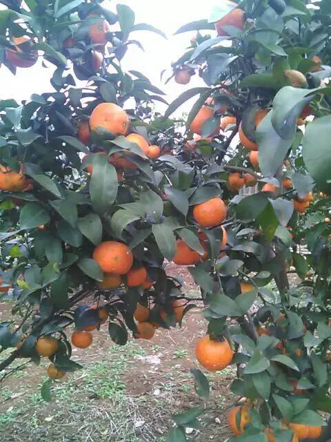 沙糖桔 批發(fā) 銷售