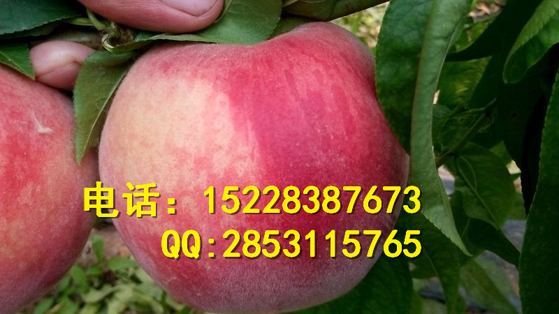大量供應(yīng)優(yōu)質(zhì)嫁接李子苗量大從優(yōu)