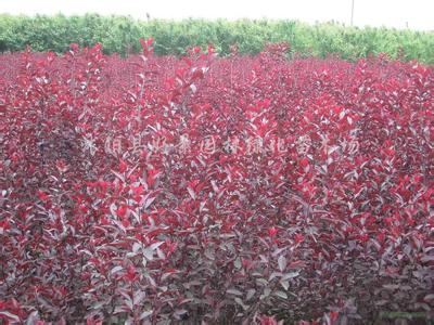 3公分紫葉矮櫻價(jià)格。5公分紫葉矮