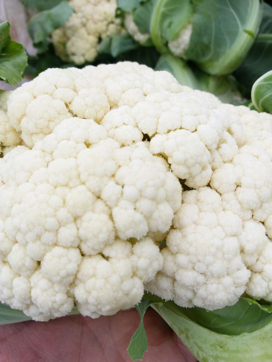 花菜大量上市新鮮菜花供應(yīng)河南省周口市西華縣蔬菜運(yùn)平*