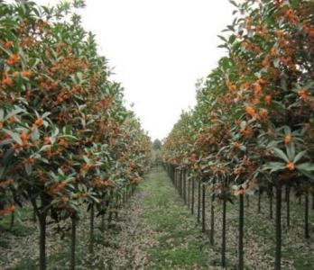 泰安紅葉碧桃基地 泰安紅葉碧桃苗圃 泰安紅葉碧桃價(jià)格