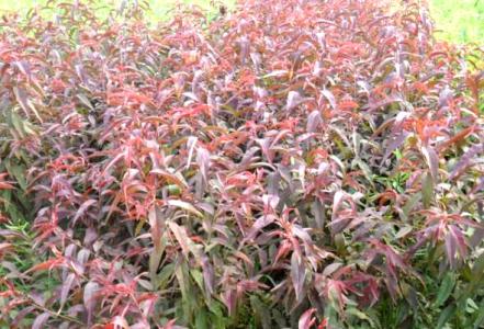 泰安紅葉碧桃基地 泰安紅葉碧桃苗圃 泰安紅葉碧桃價(jià)格