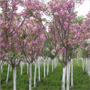 泰安櫻花苗圃_泰安櫻花苗木價格表_泰安櫻花苗木_泰安櫻花苗木規(guī)格