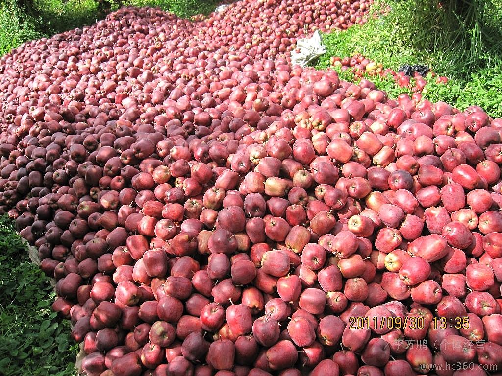 甘肅特產(chǎn)水果*天水小花牛蘋果現(xiàn)
