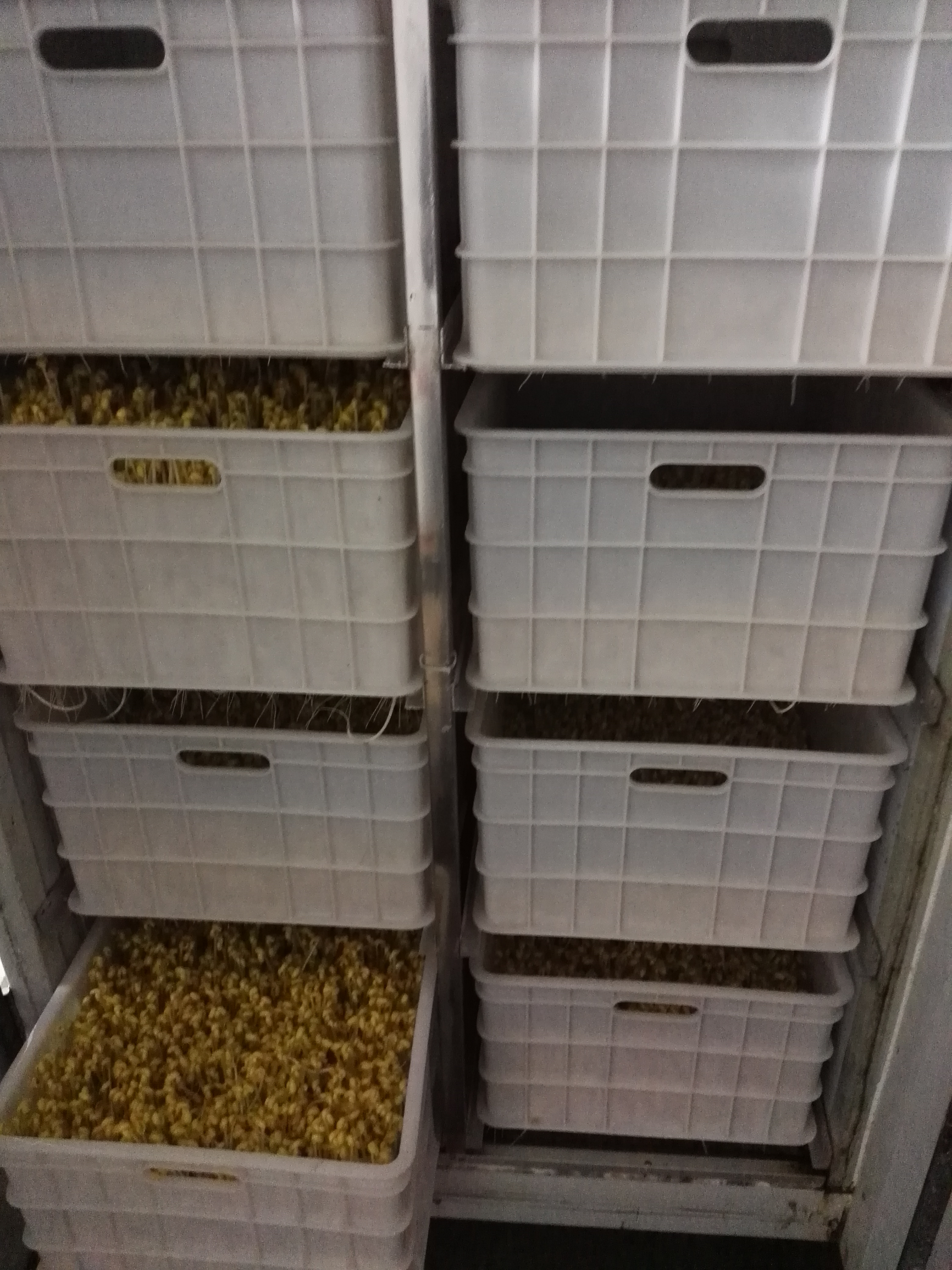 武漢自動豆芽機(jī)價格  豆芽機(jī)廠家直銷自動豆芽機(jī) 武漢哪里賣豆芽機(jī)