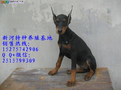 純種杜賓犬.那里有出售純種杜賓犬的?.純種杜賓犬幼犬出售