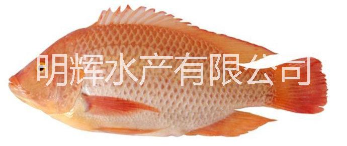 廣東紅羅非魚苗廠家 廣東彩虹鯛魚苗批發(fā)  批發(fā)紅羅非魚苗彩虹鯛魚苗