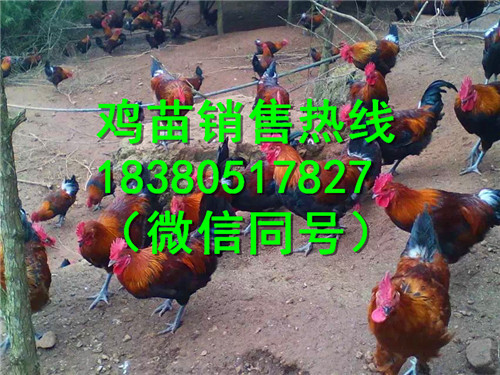 廣元三黃雞苗價(jià)格,三黃雞雞苗廠家 廣元三黃雞苗價(jià)格,三黃雞廠家