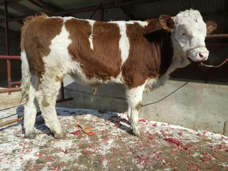 西門塔爾牛小*犢