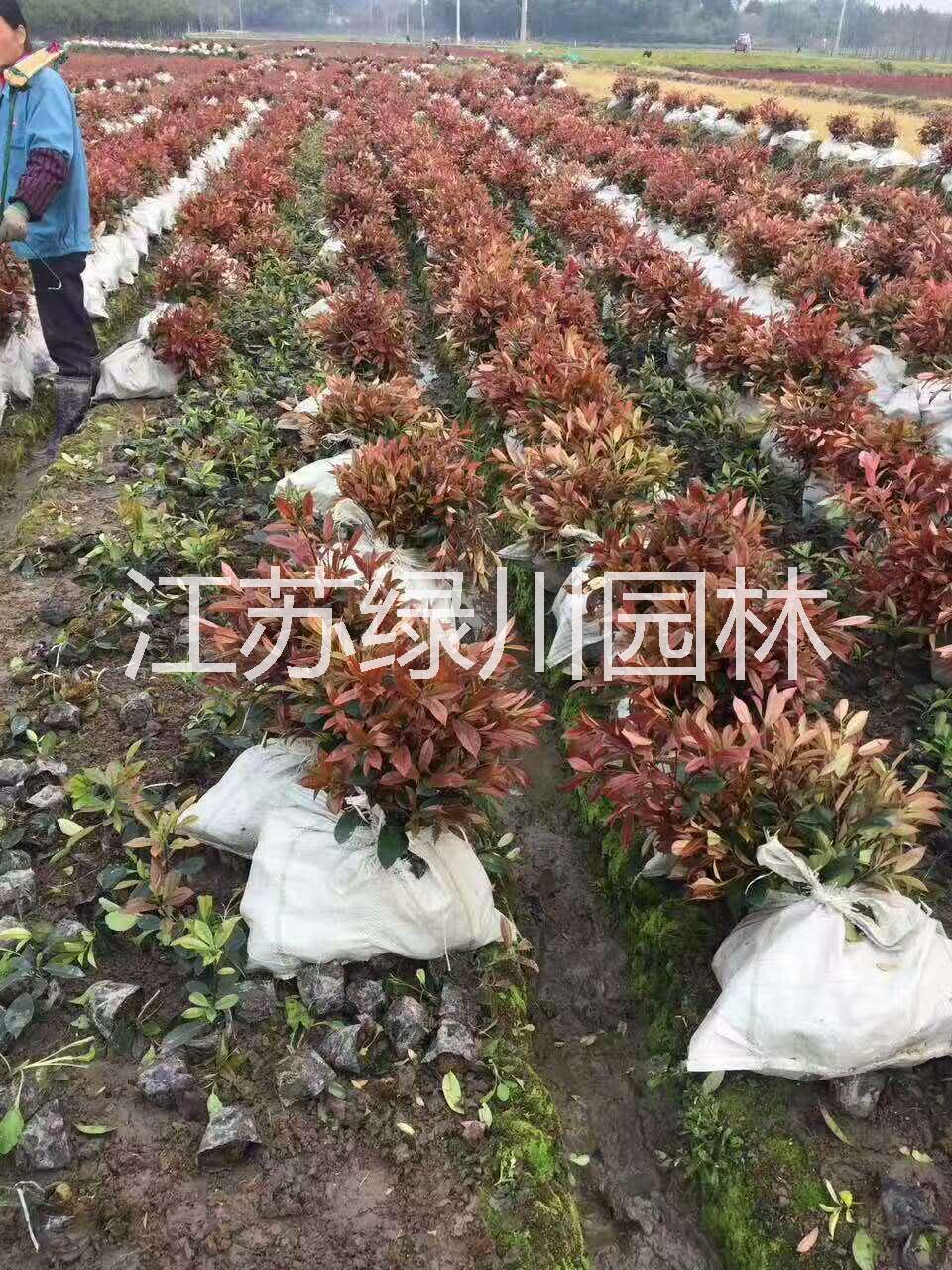 江蘇紅葉石楠種植基地 江蘇紅葉石楠優(yōu)質種苗 紅葉石楠種苗哪家好  綠化工程苗紅葉石楠