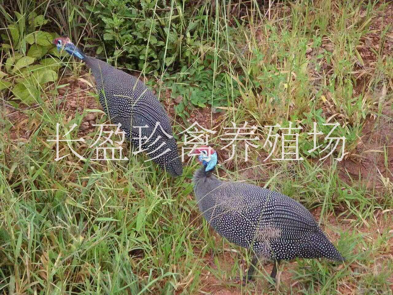 2018年珍*苗產(chǎn)品價(jià)格，成品珍*價(jià)格