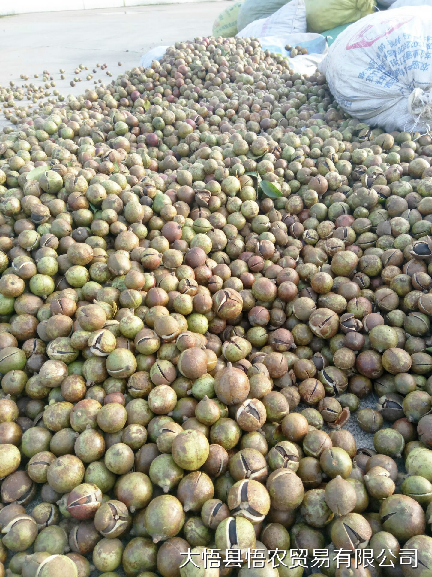 油茶籽價格油茶籽籽產(chǎn)地全國油茶籽油茶種子油茶基地油茶油茶加工 油茶籽產(chǎn)地