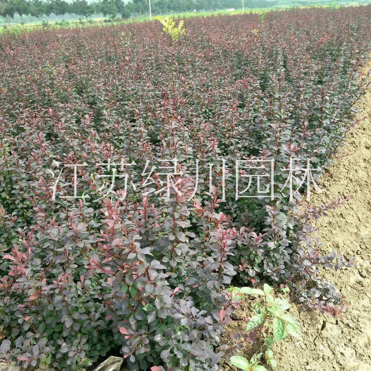 江蘇紅葉小檗種植基地 江蘇紅葉小檗優(yōu)質(zhì)種苗 江蘇紅葉小檗供應(yīng)商 大量供應(yīng)工程苗紅葉小檗