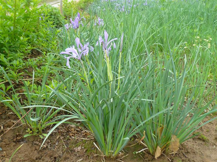 供應(yīng)馬蓮、馬蓮供應(yīng)商、直銷馬蓮