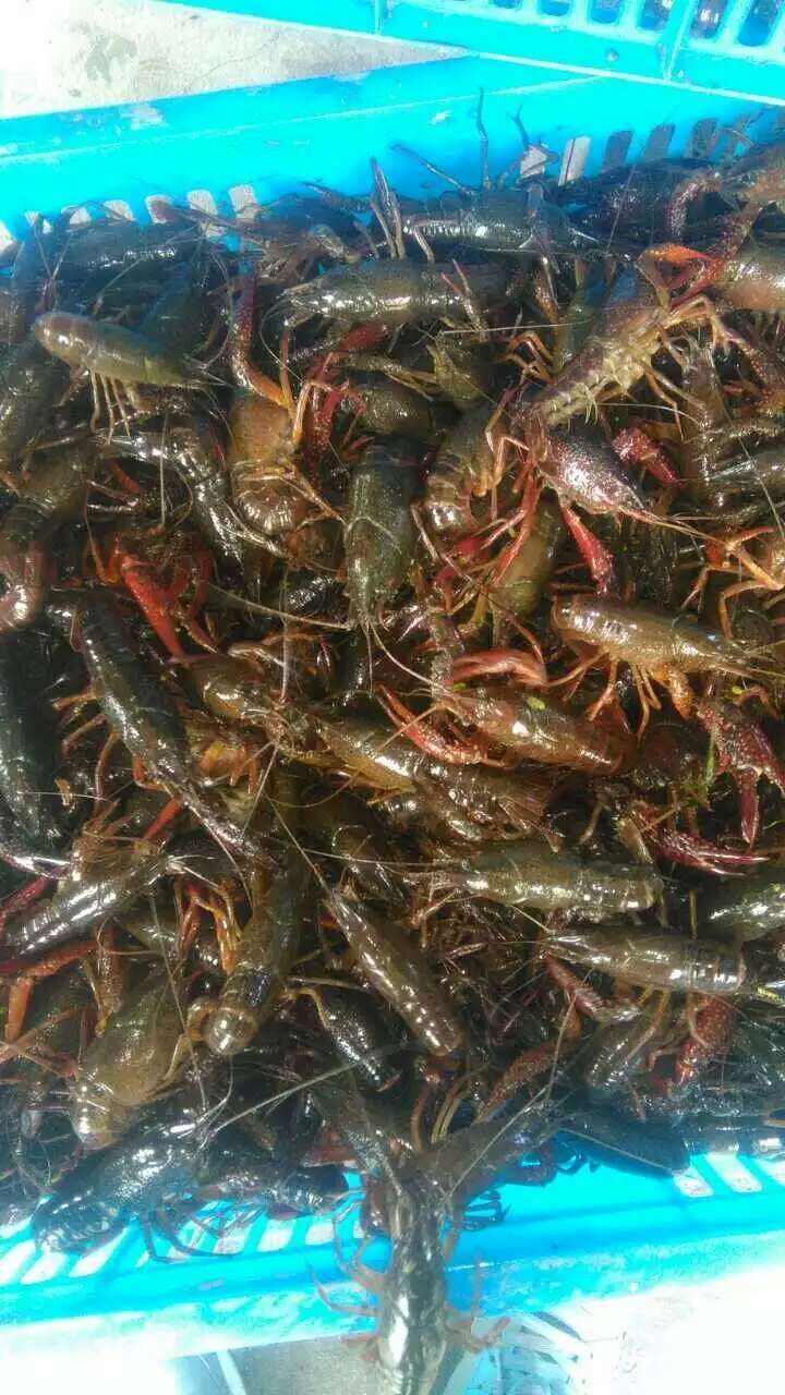 小龍蝦種苗價(jià)格龍蝦種苗批發(fā)現(xiàn)在龍蝦苗多少錢一斤