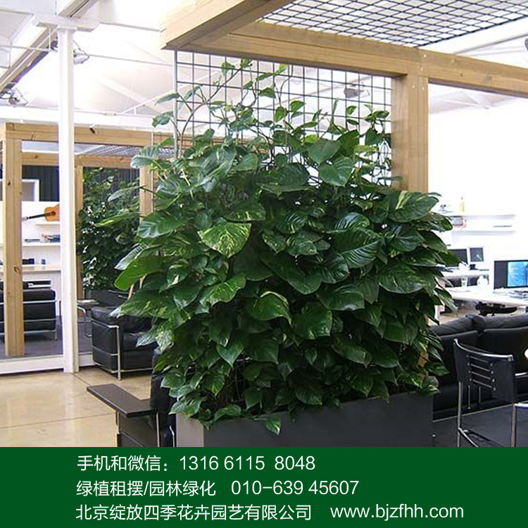 適合辦公室擺放的綠植大綠蘿