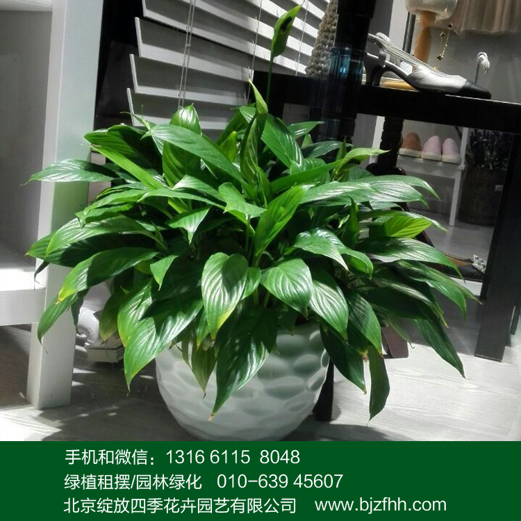 辦公室花卉租擺中小型耐陰開花植物白掌/白鶴芋/一帆風(fēng)順