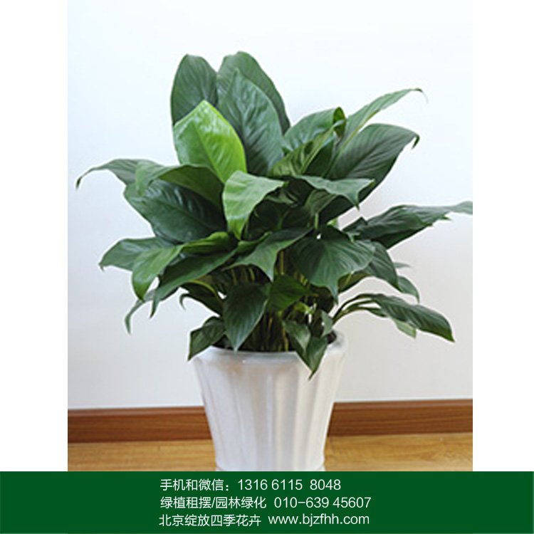 辦公室花卉租擺中小型耐陰開花植物白掌/白鶴芋/一帆風(fēng)順