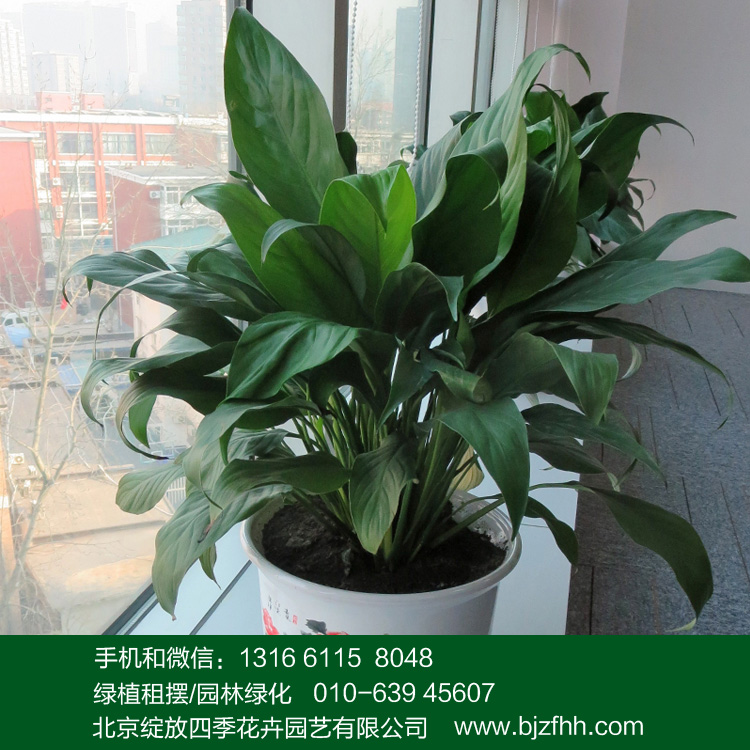 辦公室花卉租擺中小型耐陰開花植物白掌/白鶴芋/一帆風(fēng)順