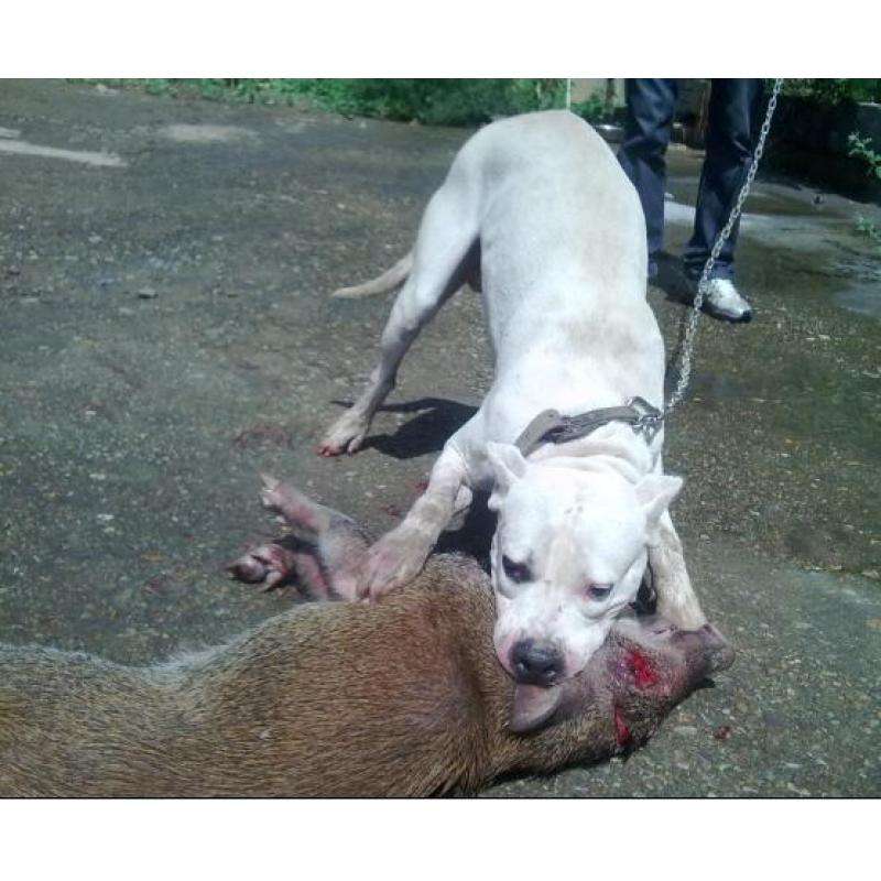 2個月左右的杜高犬多少錢一只