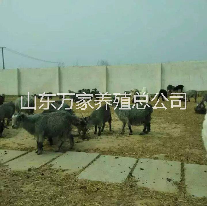 批發(fā)青山羊供應青山羊養(yǎng)殖場青山羊價格青山羊養(yǎng)殖青山羊種羊多少錢
