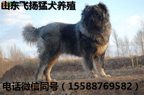 現(xiàn)在的杜高犬價格怎么樣
