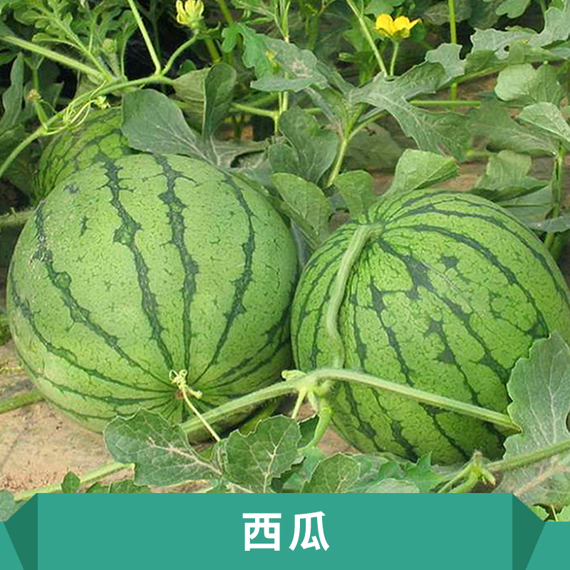 西瓜中早熟品種生長(zhǎng)勢(shì)較強(qiáng)橢圓花皮大瓜價(jià)格實(shí)惠西瓜生產(chǎn)基地